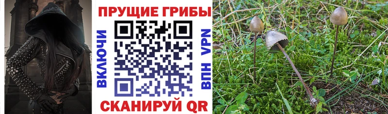 Купить закладки  Удомля  Псилоцибиновые грибы Cubensis 